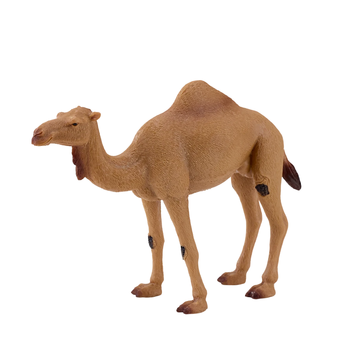 شتر عربی