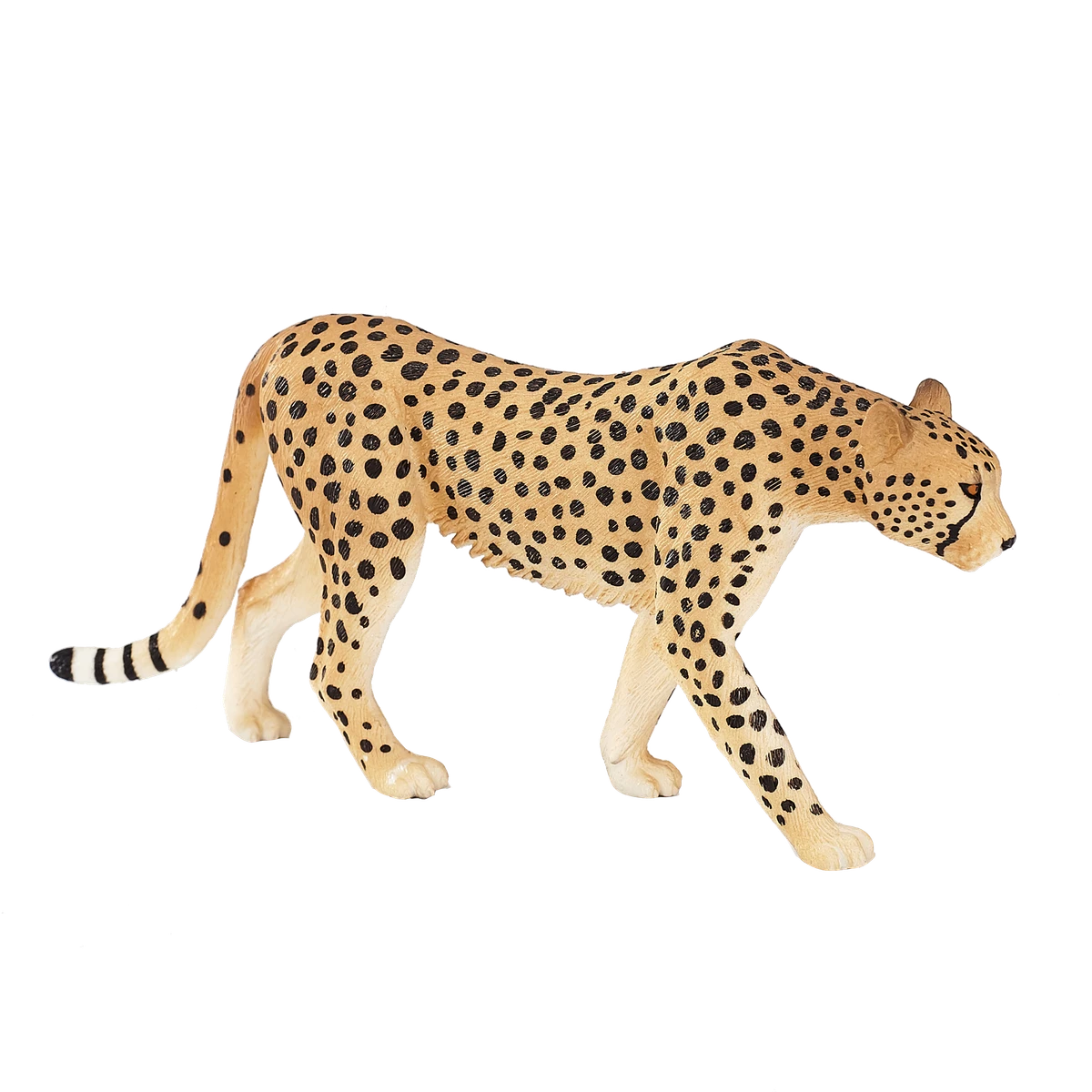 چیتا ماده