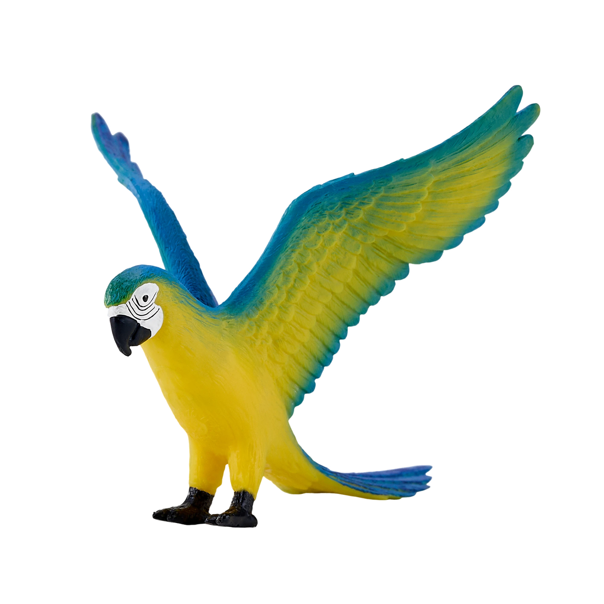 طوطی ماکائو آبی