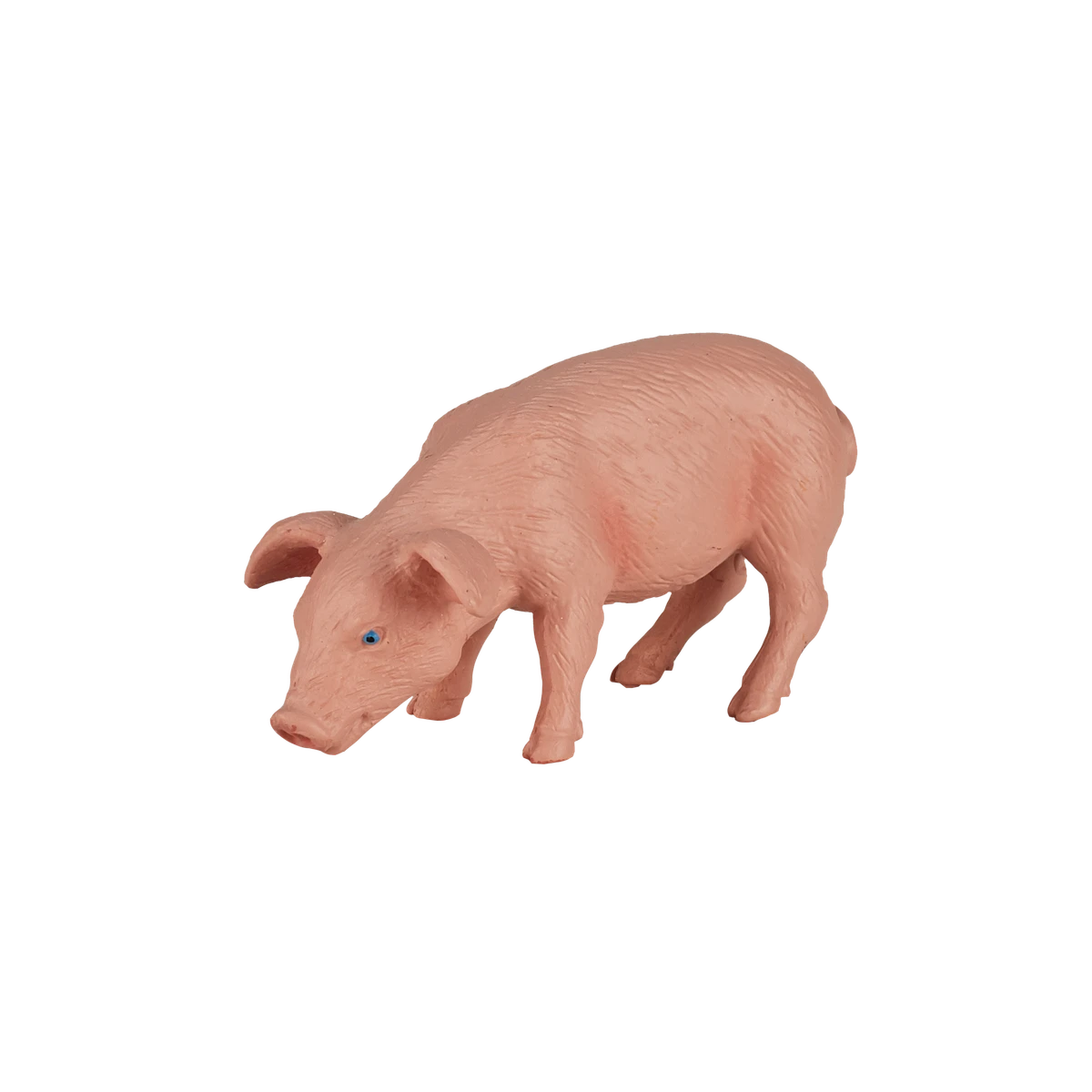 بچه خوک در حال تغذیه