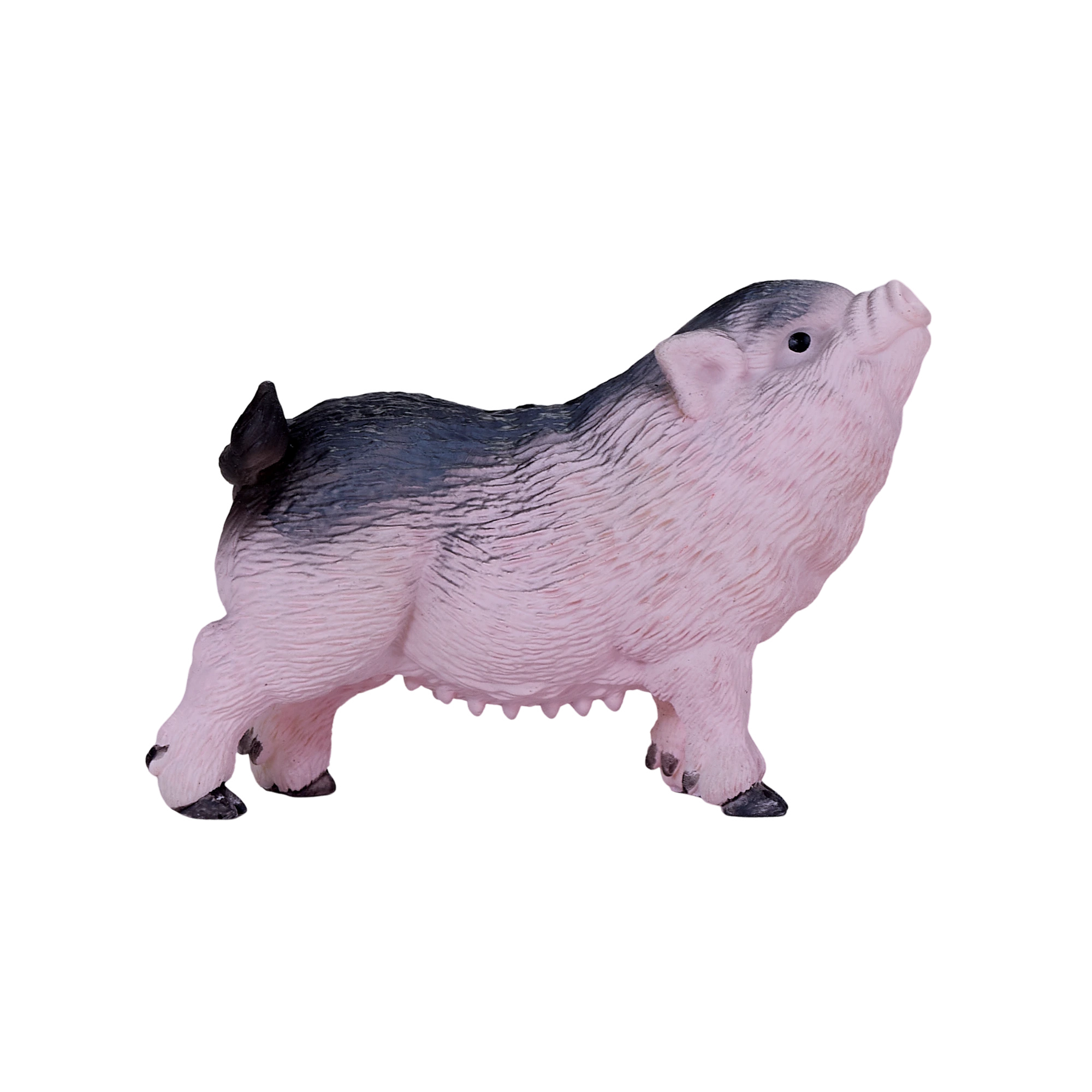 بچه خوک شکم گنده