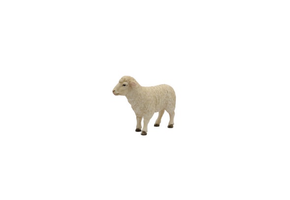 گوسفند ماده