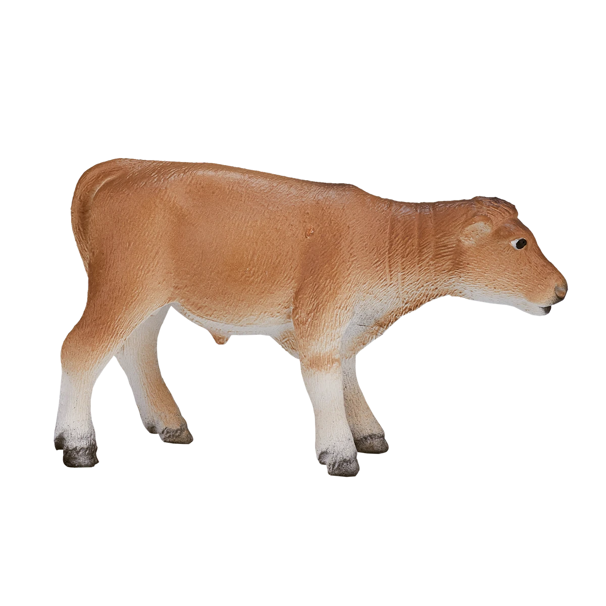 گوساله جرسی ایستاده