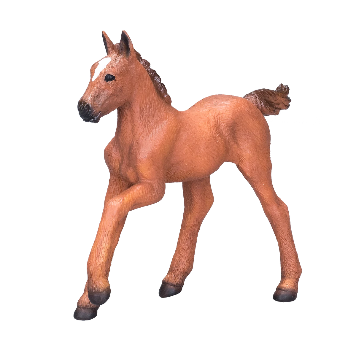 کره اسب عربی شاه بلوطی